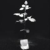 Reb'l Fleur