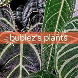 bublez's plants | Джунгли на подоконнике 🌴
