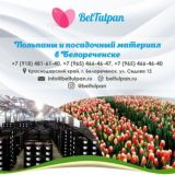 БелТюльпан 🌷 Луковицы|Тюльпаны оптом Россия