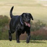 BLACK DOG🐶