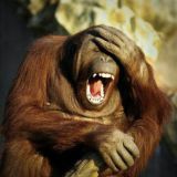Funny Videos and Jokes