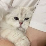 Показываем мемов 🐳