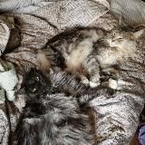 Balamutcat
