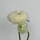strannica.