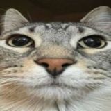 кот