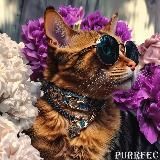 Purrfect Memes