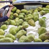 SOURSOP FRUITS AND LEAVES
