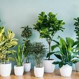 🌸🌼Цветочный мир🌺🌱🌵