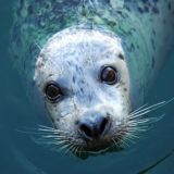 Oceana