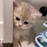 милые котики