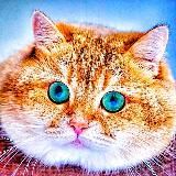 Cats_video 🐈⬛