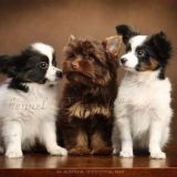 Питомник Peperuda.Dog 🐾