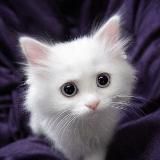 Котейка