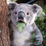 Funny Animals
