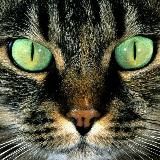 Котеки