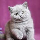 Britsberry Cattery