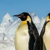 Life in Antarctica