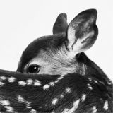 A_bambi Chat