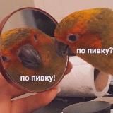 Голос с параши