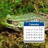 daily frogs