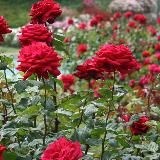 Garden Roses