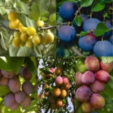 Food Forest Abundance