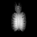 Maybe X-Ray