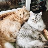Двакотаж и Оливка