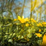 PhotoLife ❤📷