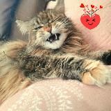 Maine Coon's live