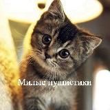 Милые пушистики
