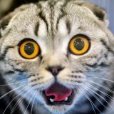 Котики