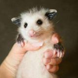 📸 Daily Possums 📹