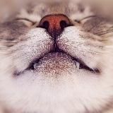 Котопесная 🐈 🦮 🐕 🐈⬛